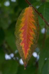 Forming into a fall leaf. 